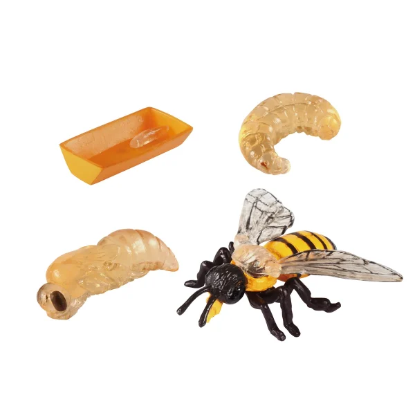 Cycles de vie de l'abeille — Eduplay jouet pédagogique crèche
