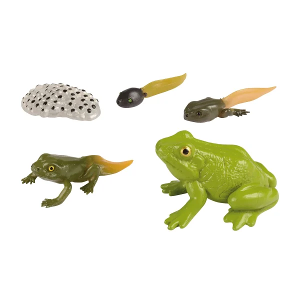 Cycles de vie Grenouille — Eduplay jeu éducatif maternelle
