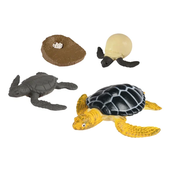 Cycles de vie Tortue marine — Eduplay jeu éducatif maternelle