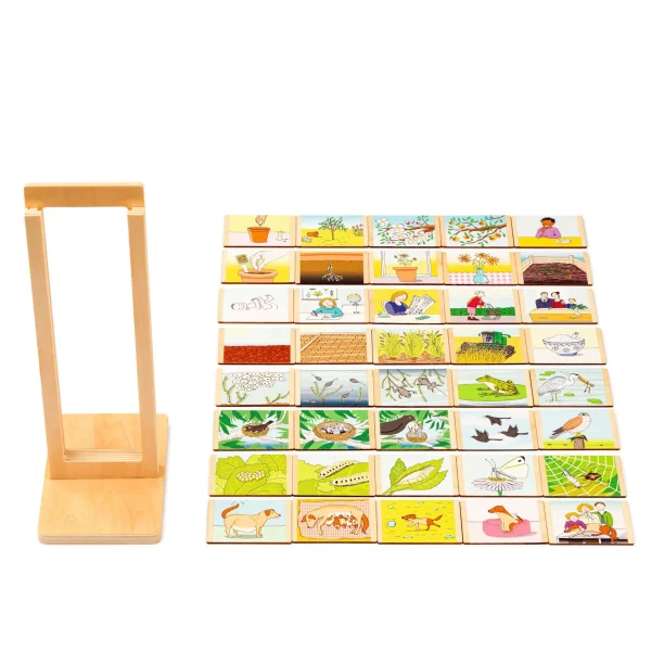 Cycle de vie — Eduplay jeu pédagogique Kita