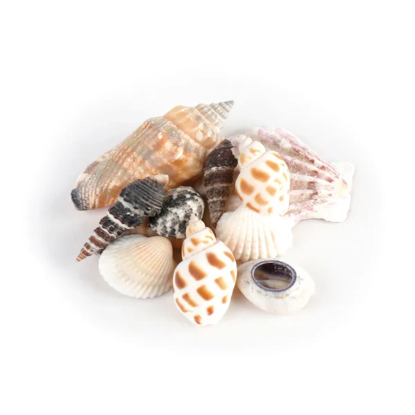 Coquillages dans pochette organza — Jouet éducatif Eduplay