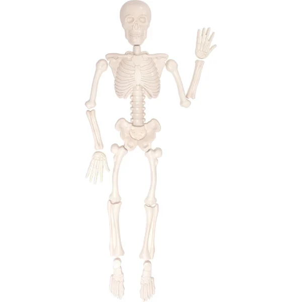 Formes de sable squelette humain — Jouet éducatif maternelle Eduplay
