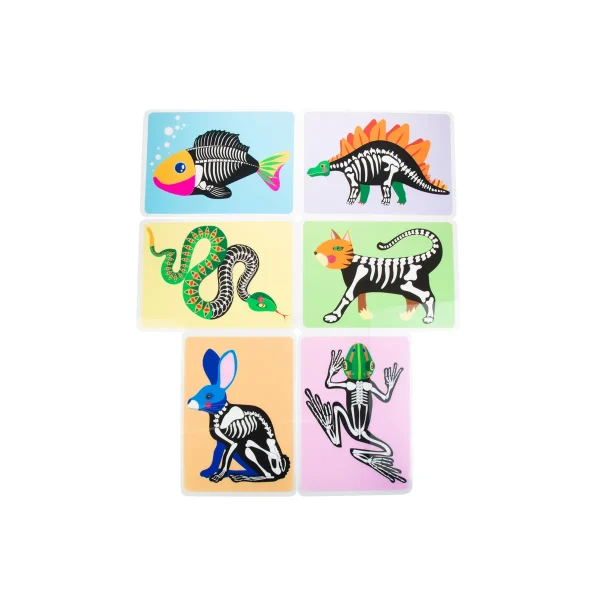 Cartes anatomie animale, lot de 6 — Eduplay jouet éducatif crèche