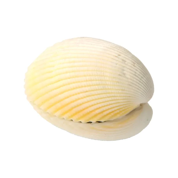 Coquillage merveilleux — Jouet éducatif Eduplay